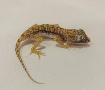Petrri Gecko