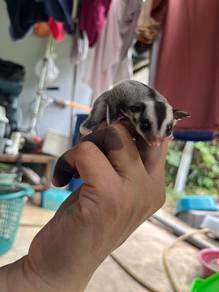 Sugar glider