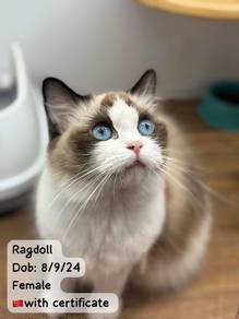 Ragdoll Untuk Dijual !!