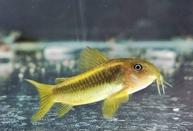 Corydoras gold laser 5fish 