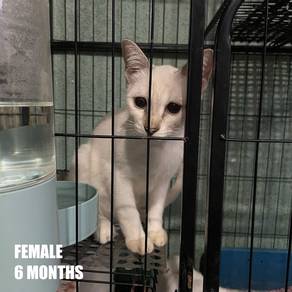 Cat Free Adoption / Kucing Percuma
