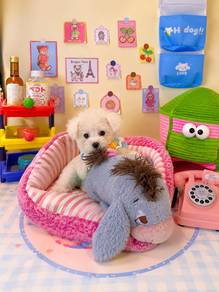 tiny teacup size bichon frise baby boy