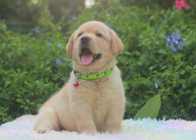 Golden Retriever 