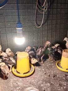 Anak ayam sabung 