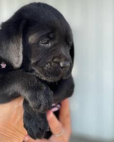 black color Labrador retriever 4
