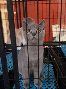 british shorthair