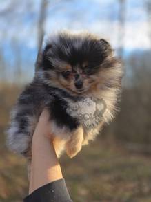Pom