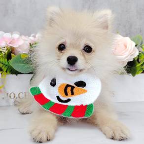 Pomeranian