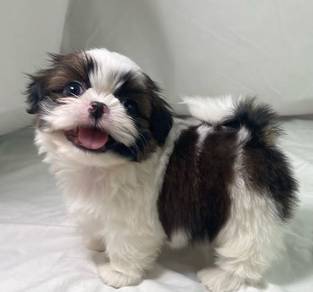 Velvety Shih Tzu / / Cute / Tricolor / Ted