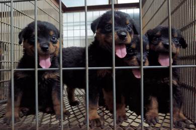 Rottweiler Puppies 