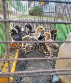 anak ayam kampung 