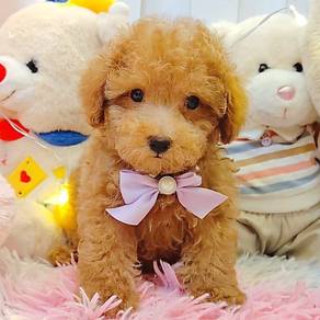 Poodle