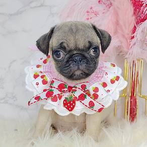 Pug