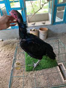 ayam ratu supergreen