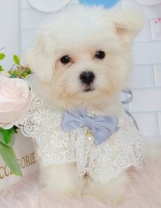 Maltese