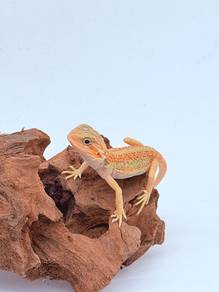 Bearded Dragon