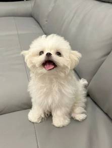 QQQ10966 Tiny Maltese #MKA puppies dogs