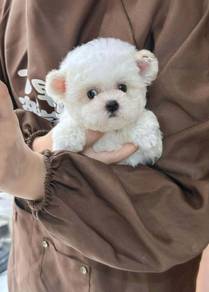 Teacup Poodle-Girl