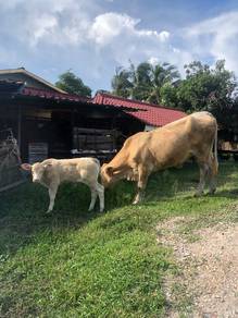 Lembu Charoley untuk dilepaskan 