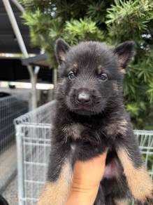 German shepherd working line