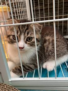 Scottish Fold Munckin Kitten Mix Bsh