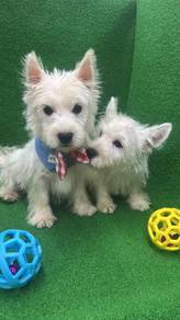 OFFER Westie (West Highland White Terrier) 刚毛西高地 男