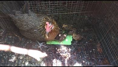 ayam