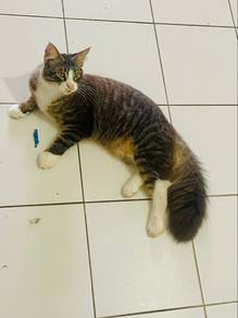 Mainecoon