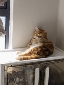Oyen..super short leg