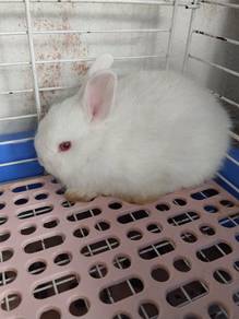 Clearance Cross Nd (Sire) 