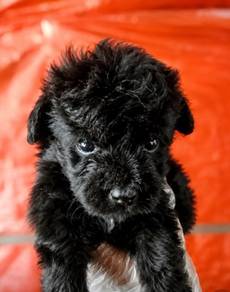 Black poodle