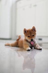 T1683 Adored Curly Tail Fox Face Baby Dog