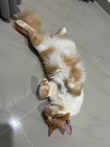 oyen