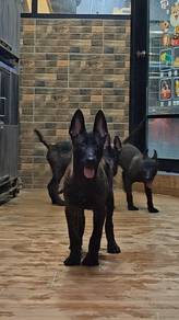 Pure Dutch Shepherd not Malinios 