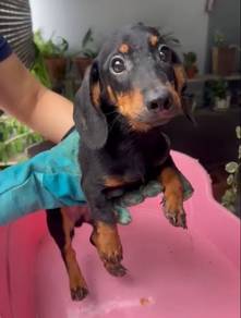 Daschunds