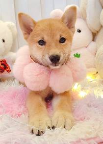 Shiba Inu