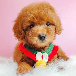 Toy Poodle