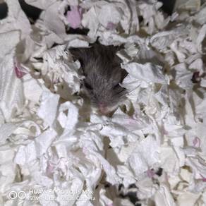 Hamster Roborovski Blue male