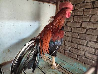 Ayam sabung