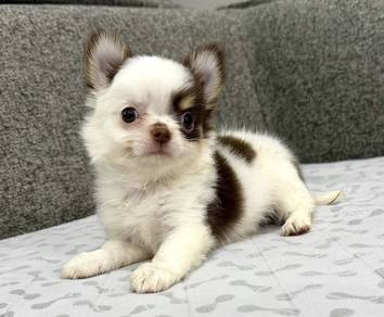 CHIHUAHUA PUPPIES T176🌷 Head Apple Male
