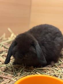 Holland Lop