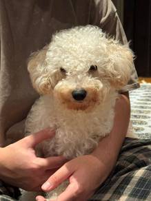 Looking to rehome our Yoshi 🐶🤍