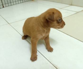 3 weeks old male miniature pinscher 