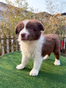 Male Brown BorderCollie with Purebreed