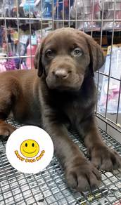 HHH80056 Labrador dark brown haired puppy