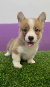 Corgi red white Mka certificate