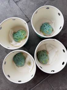 pacman blue frog katak