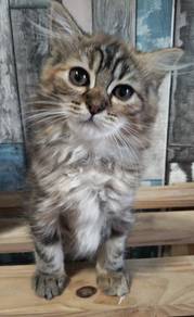 munchkin non standard for sale 