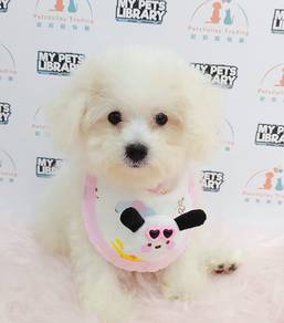 Bichon Frise