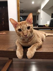 Adoption handsome orange kitten